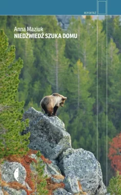 Niedźwiedź szuka domu 
